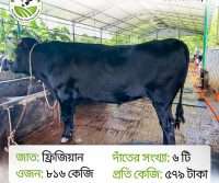 28/1_Ox/Bull