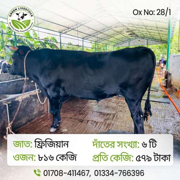 28/1_Ox/Bull