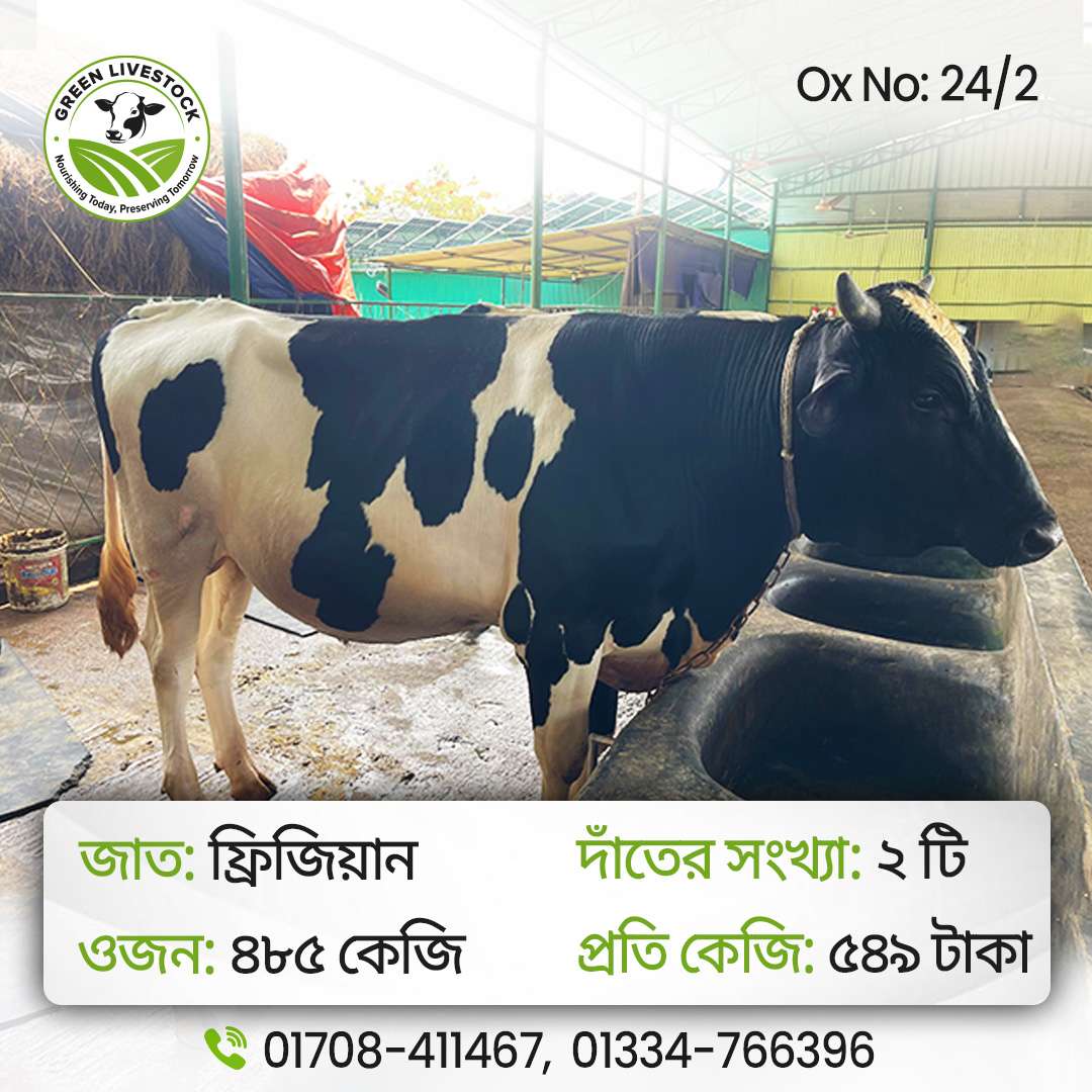 24/2_Ox/Bull