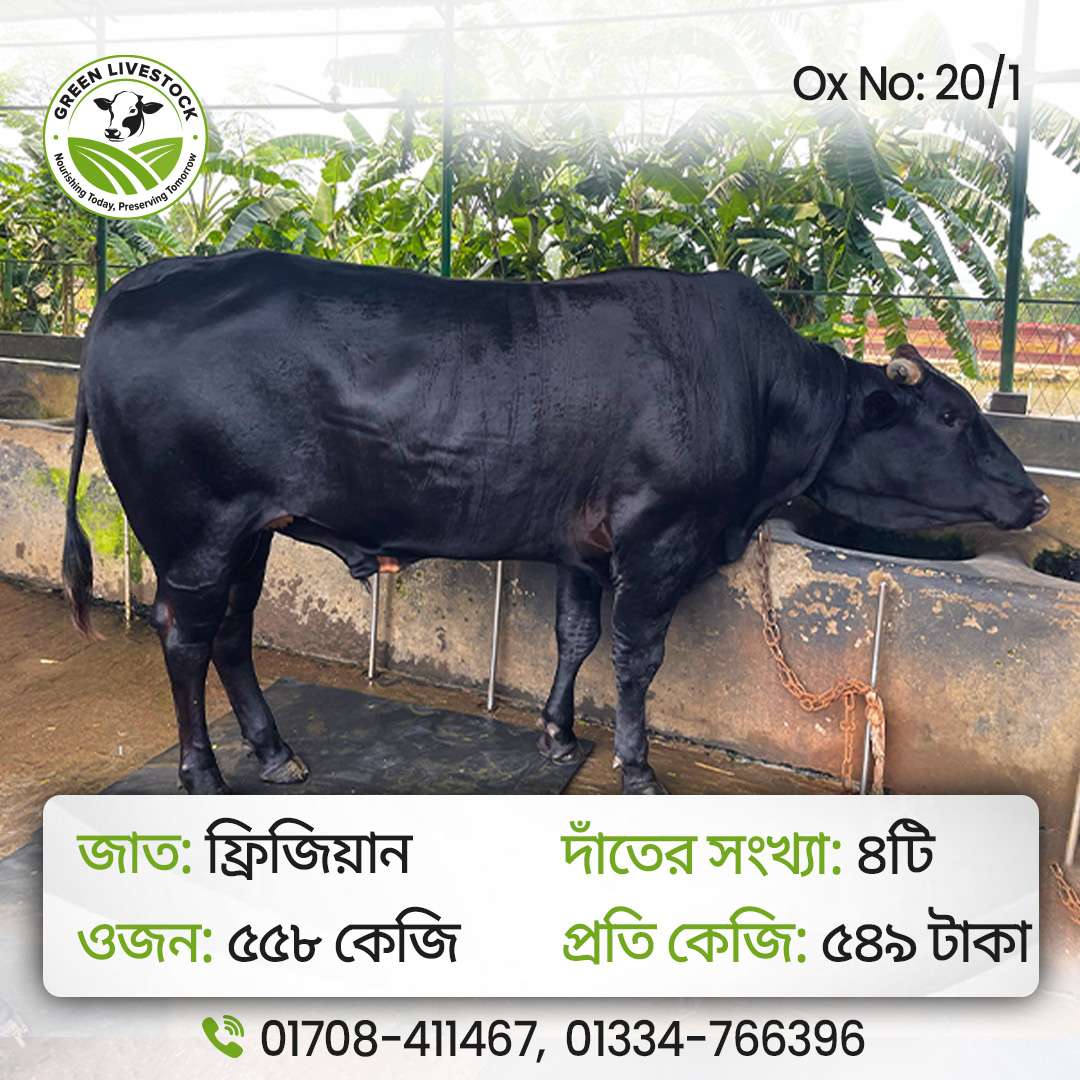 20/1_Ox/Bull