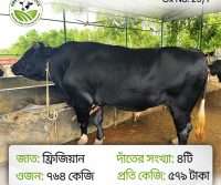 29/1_Ox/Bull