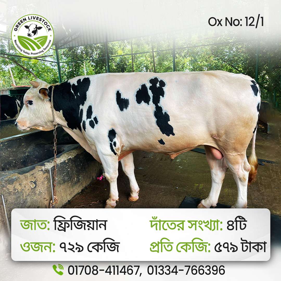 12/1_Ox/Bull
