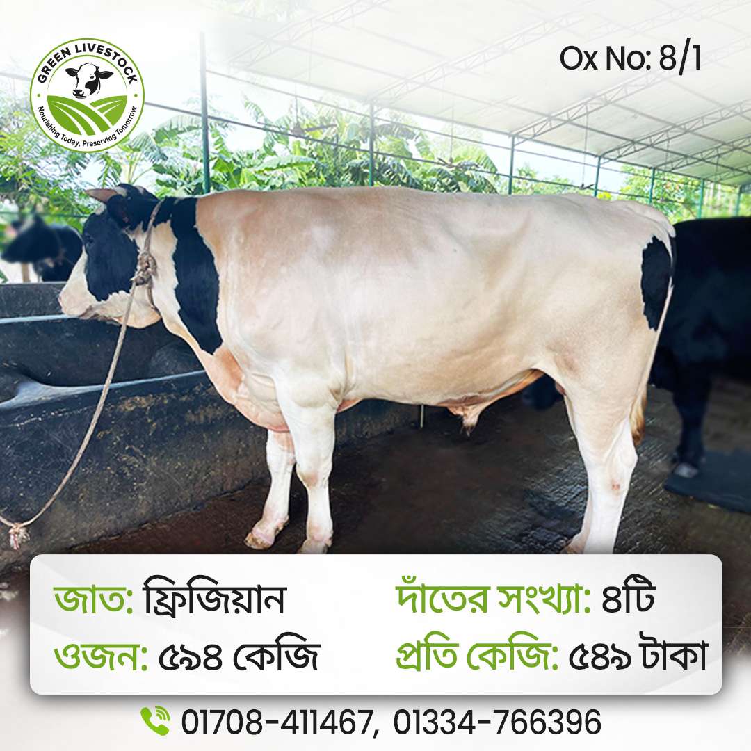 8/1_Ox/Bull