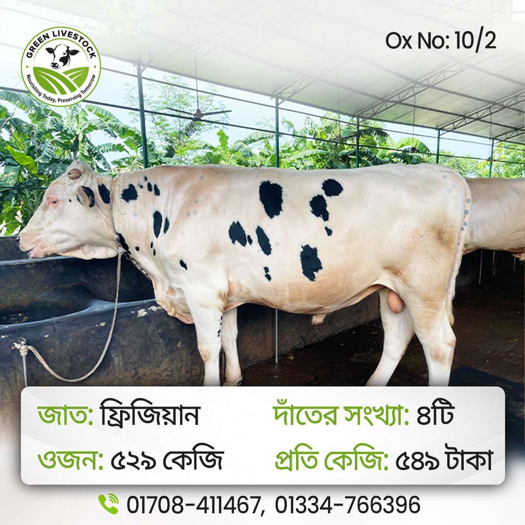 10/2_Ox/Bull