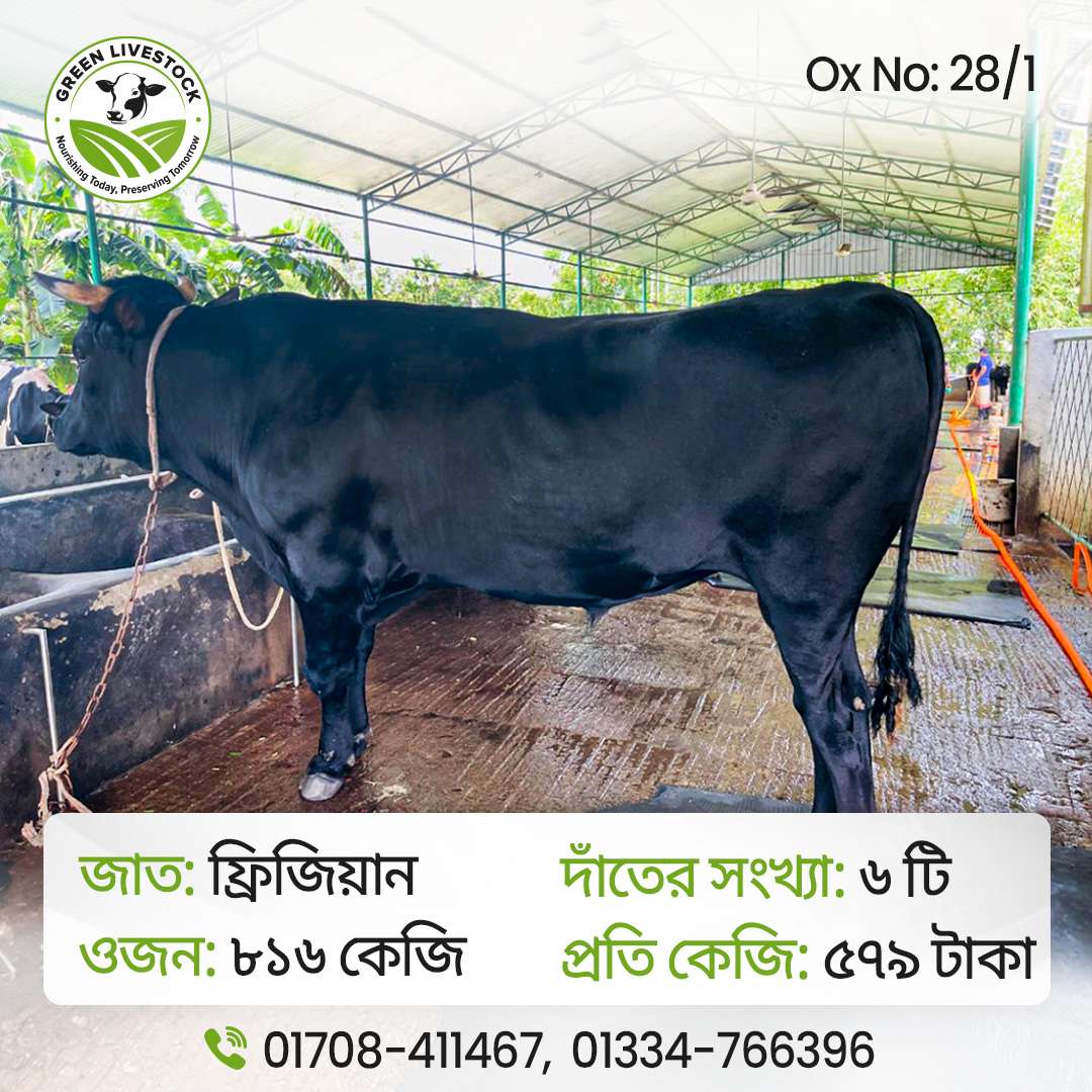 28/1_Ox/Bull