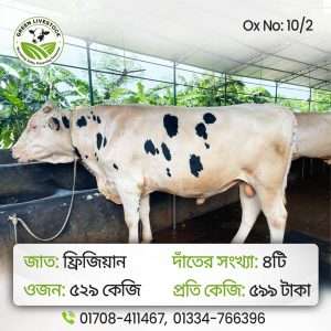10/2_Ox/Bull