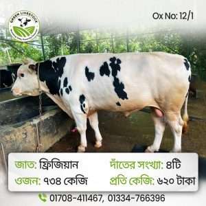 12/1_Ox/Bull