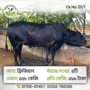 20/1_Ox/Bull