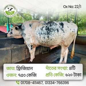 22/1_Ox/Bull