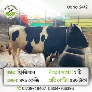 24/2_Ox/Bull