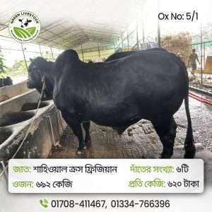 5/1_Ox/Bull