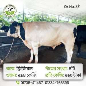 8/1_Ox/Bull
