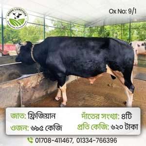 9/1_Ox/Bull