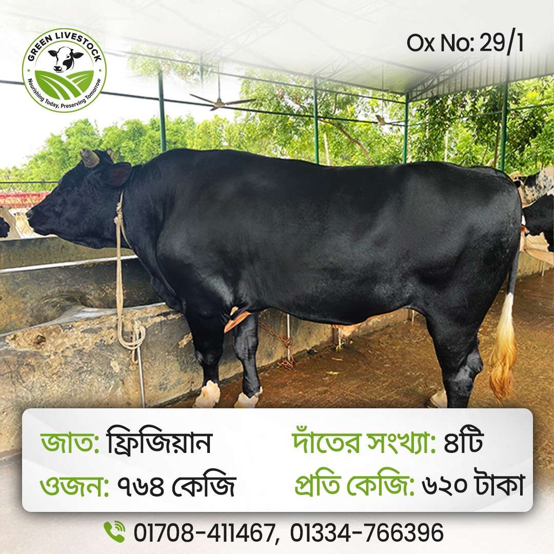 29/1_Ox/Bull
