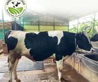 Ox No_27_2