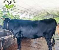 Ox No_28_1