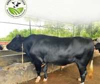 Ox No_29_1