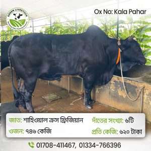 Kala Pahar_Ox/Bull