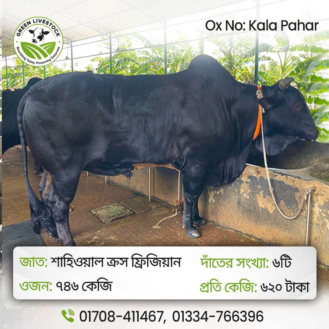 Kala Pahar_Ox/Bull